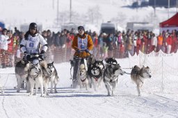 Lenk 2013